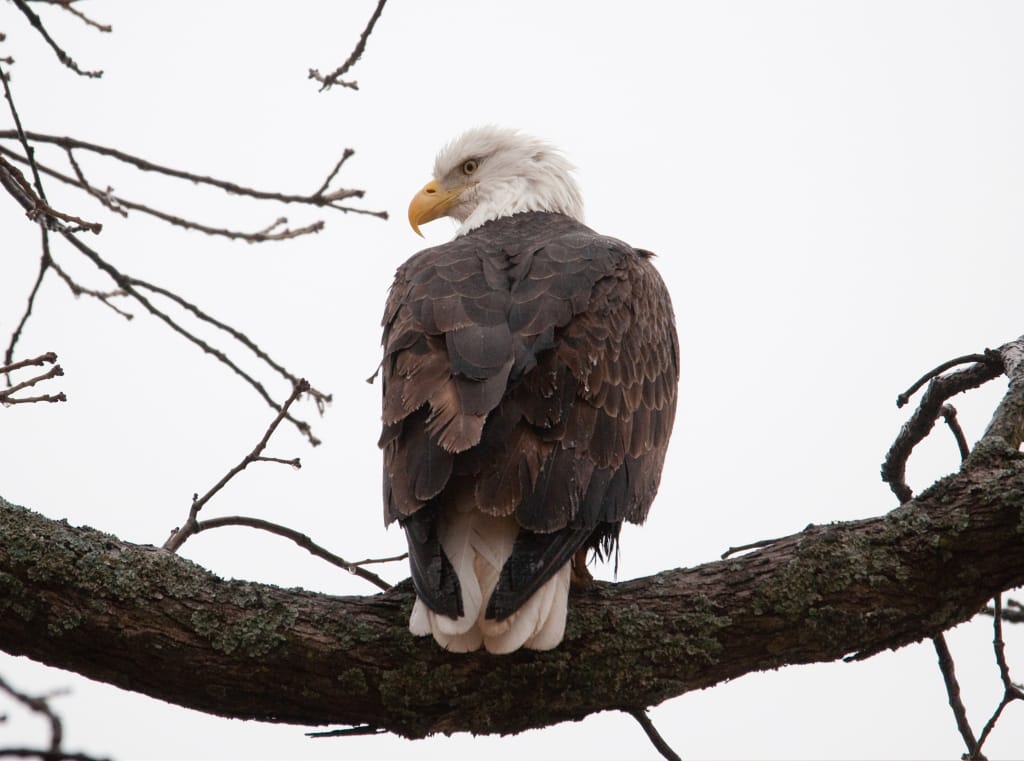 Bald Eagle Benton County by Annette Rowe