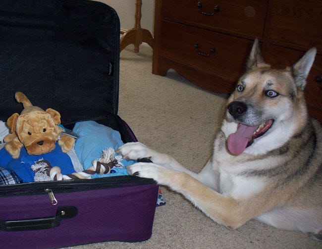 6.TravelDog