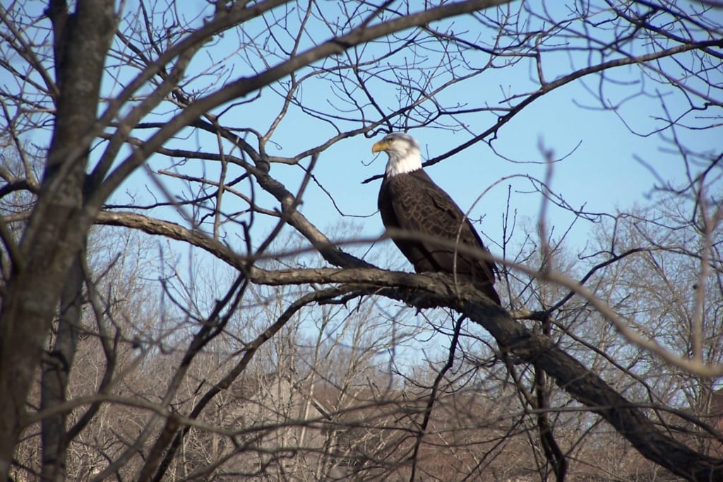 Arkansas eagle by Fred Stephens