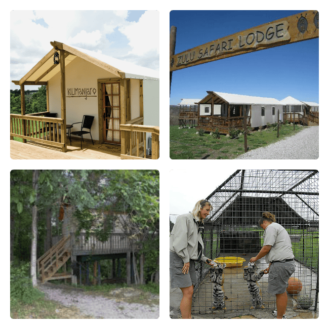 Unique Getaways in Arkansas - Turpentine Creek