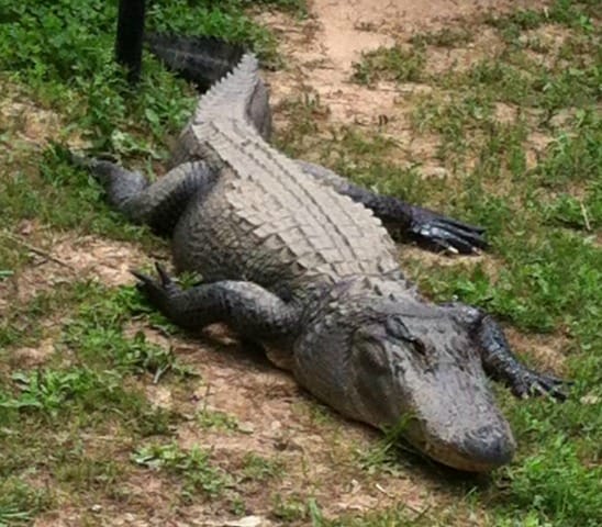 Delta Rivers Nature Center Alligator