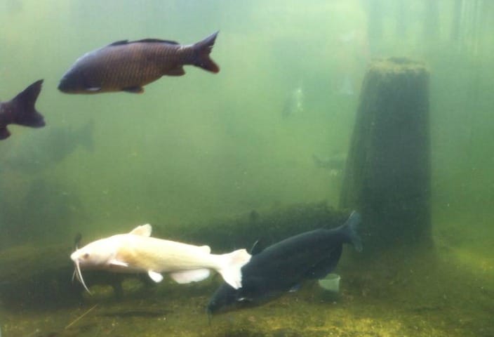 Delta Rivers Nature Center Fish