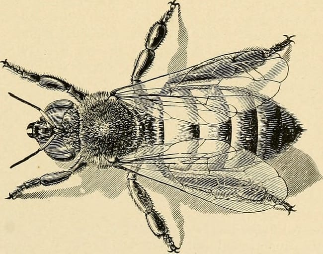 bees in arkansas vintage image