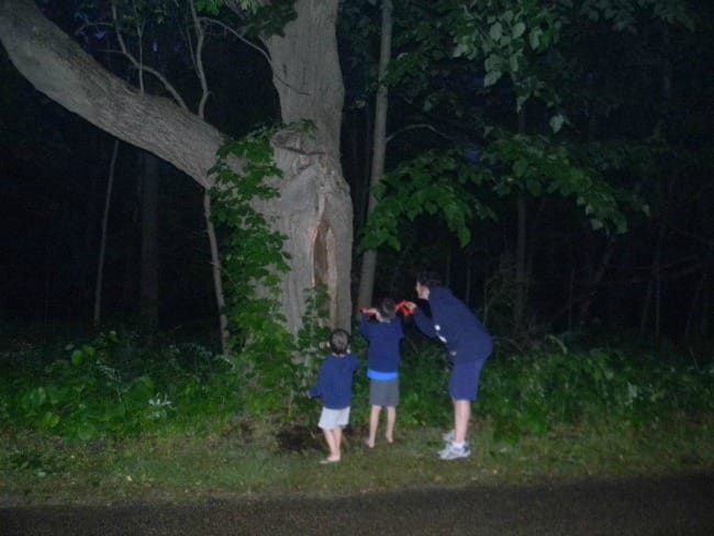 searching in the tree trunk