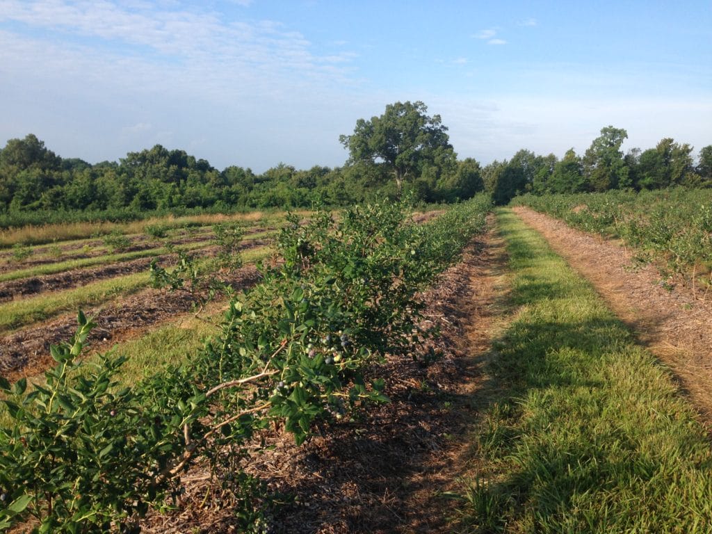 Blueberry Field