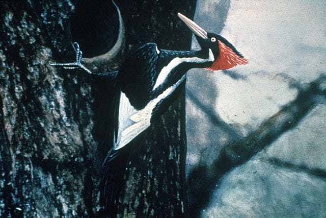 Ivory-Billed Woodpecker - Only In Arkansas