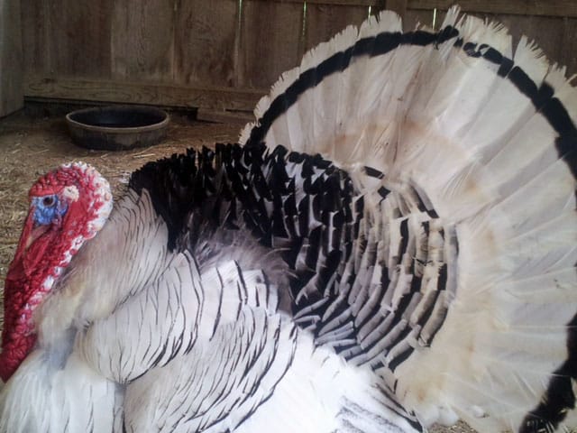 Turkey-at-Petting-Zoo