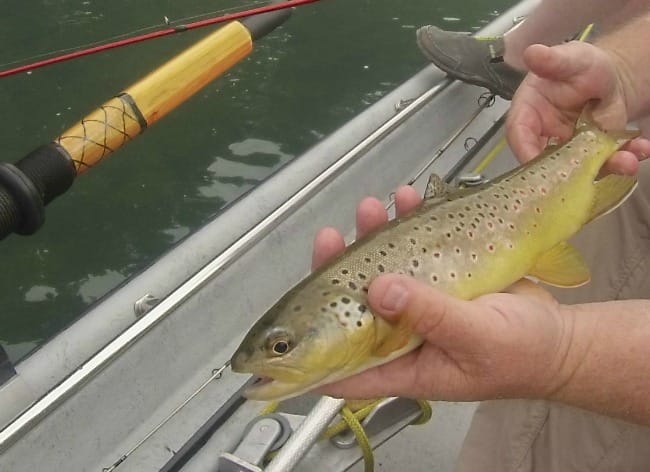 brown trout arkansas