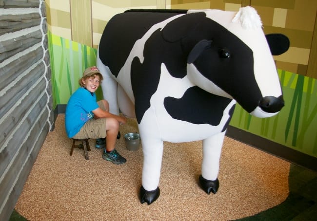 Amazeum milk cow 2015