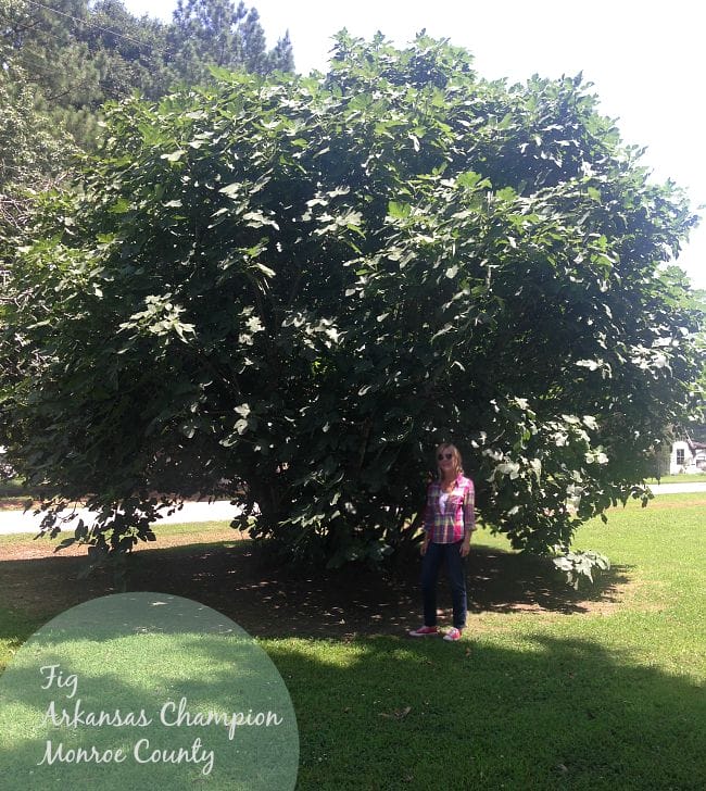 Fig, Monroe County, Arkansas Champion