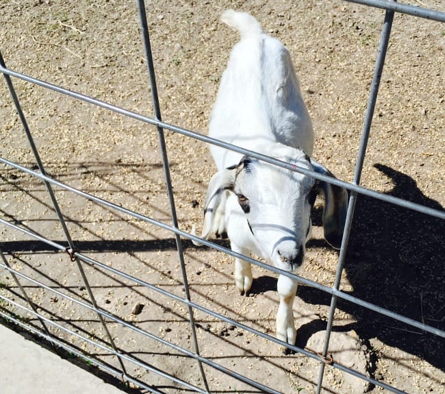 PUMPKIN HOLLOW PETTING ZOO