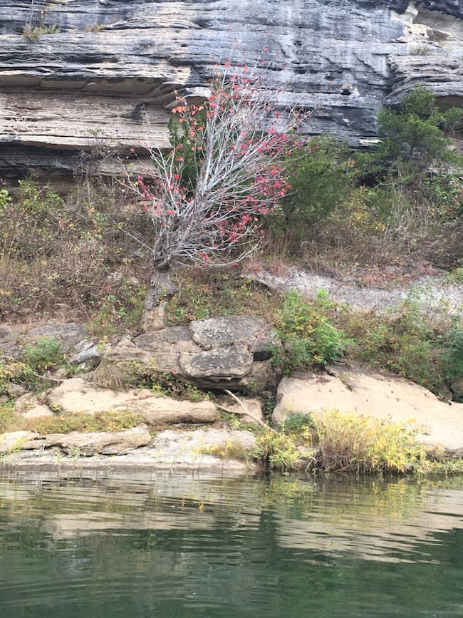 8 Red Tree near Gilbert Buffalo River