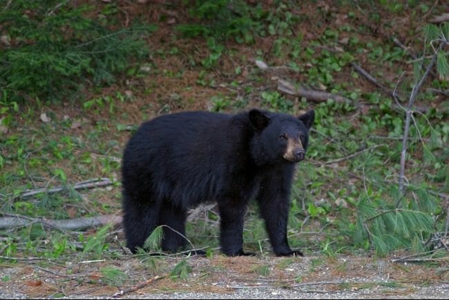 Black Bear Standing Up