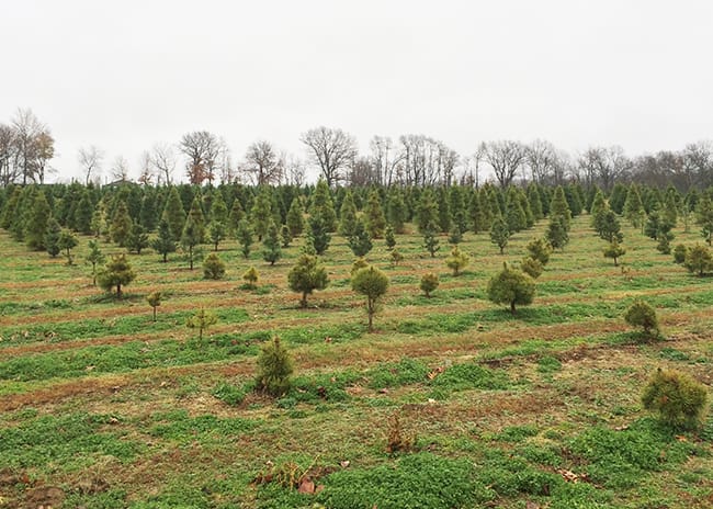 Christmas Trees at Wonderland Christmas Tree Farm