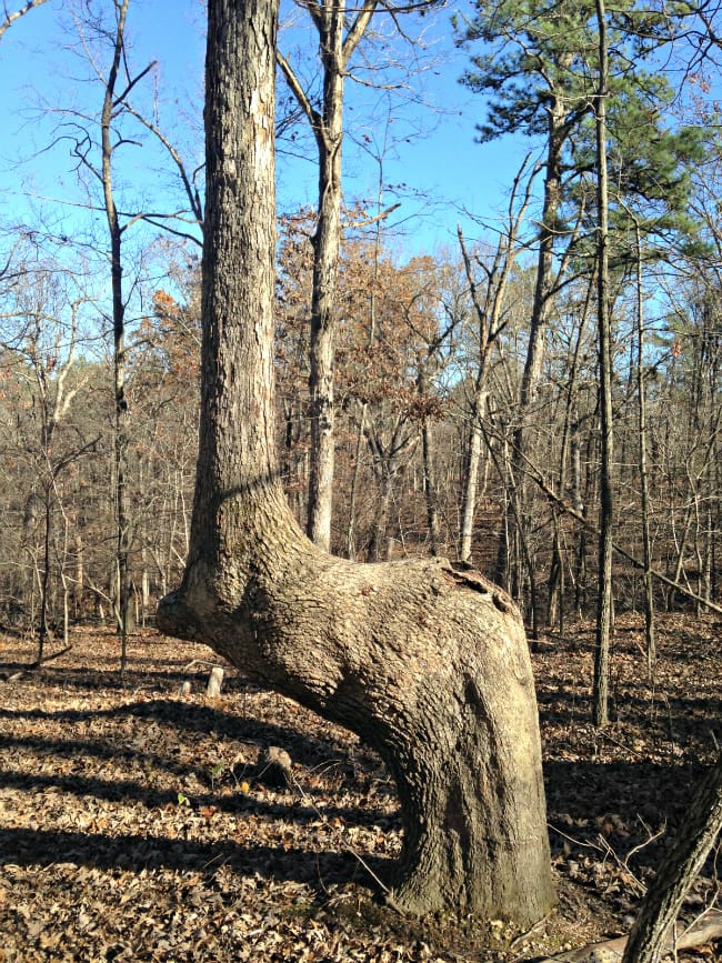 Pigeon Roost Trail Marker Tree
