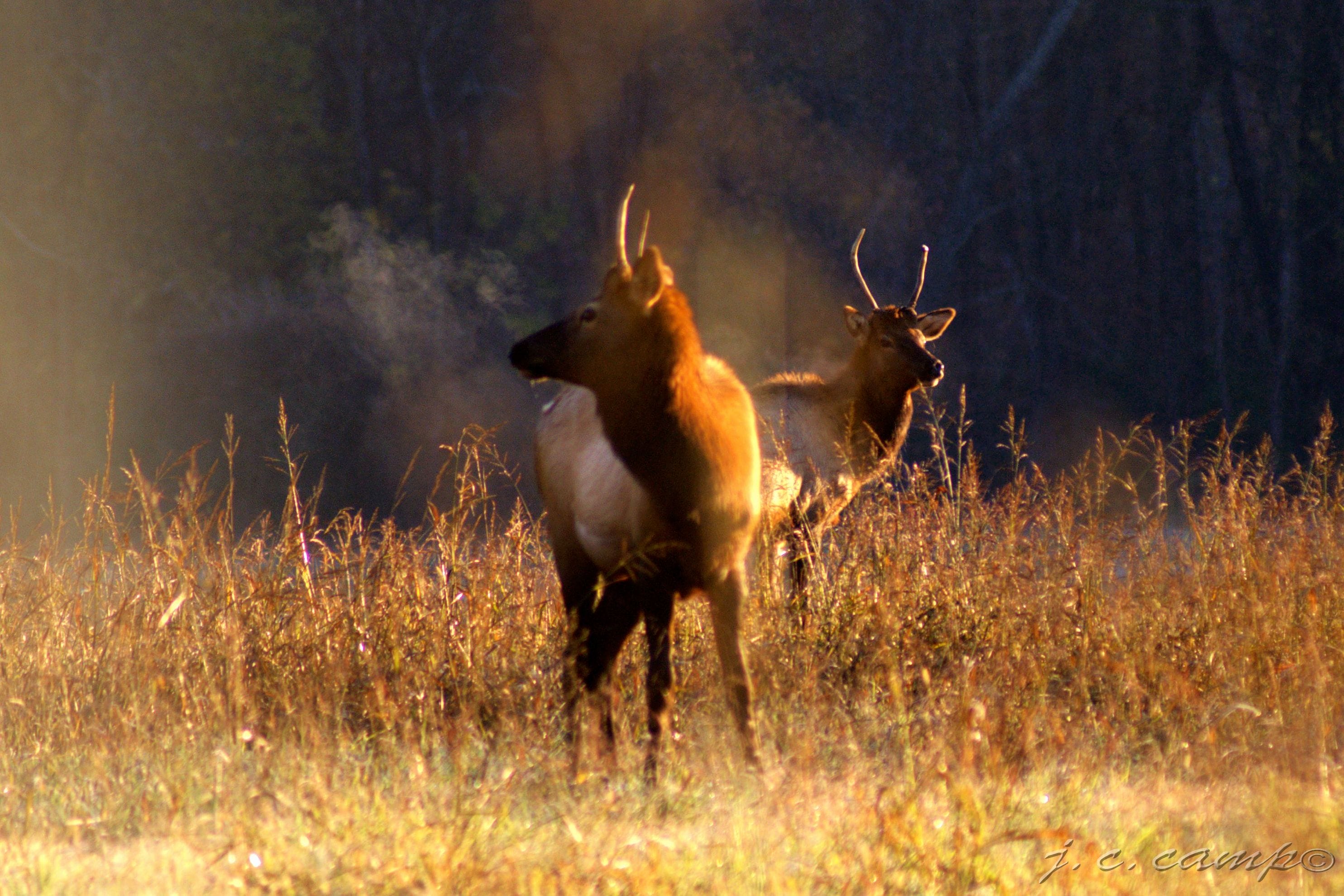 Elk