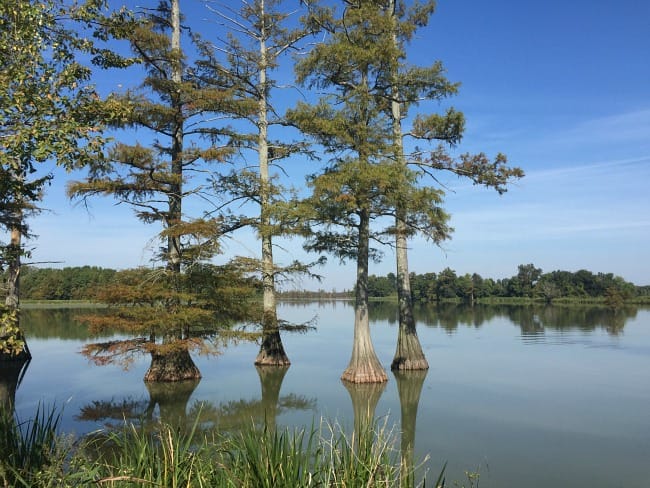 Big Lake - cypress trees