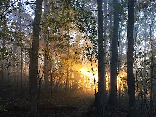 Sunrise through the woods in the Ozark Highlands Trail