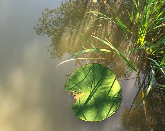 lilypad