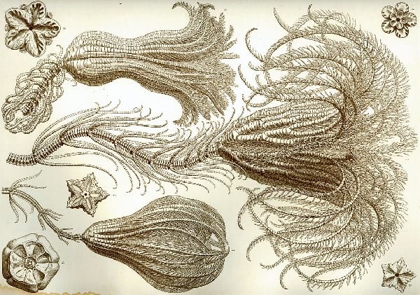 Chrinoid illustration