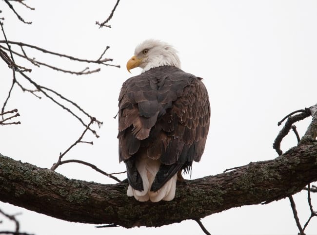 Bald Eagle - Arkansas Weekend Planner
