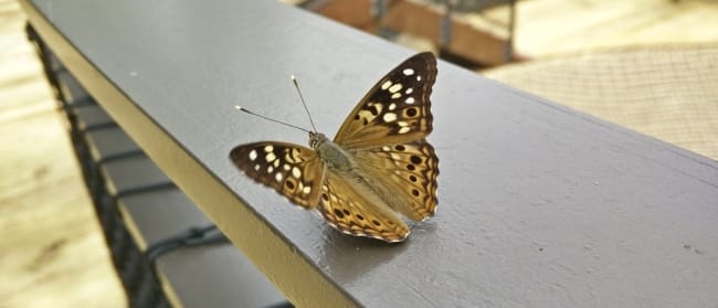 Earth Day at Mid-America Science Museum