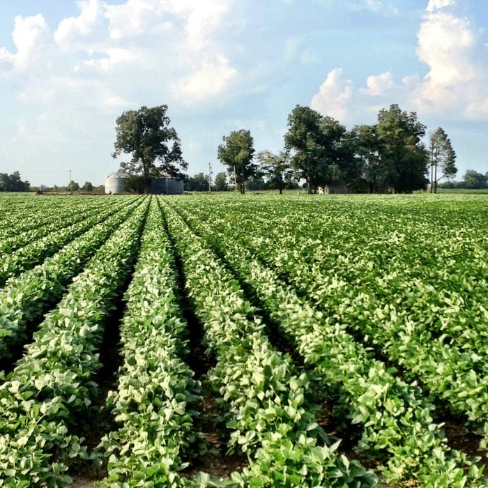 Mississippi County our home place