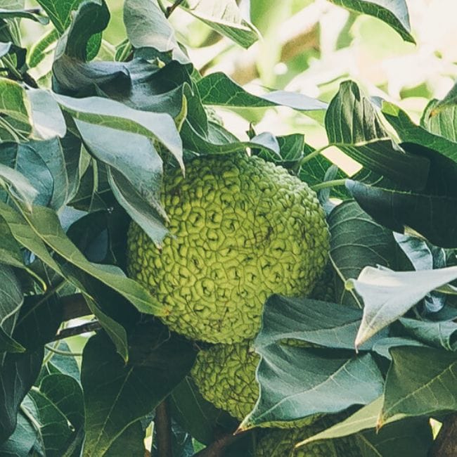 Osage Orange Arkansas Trees