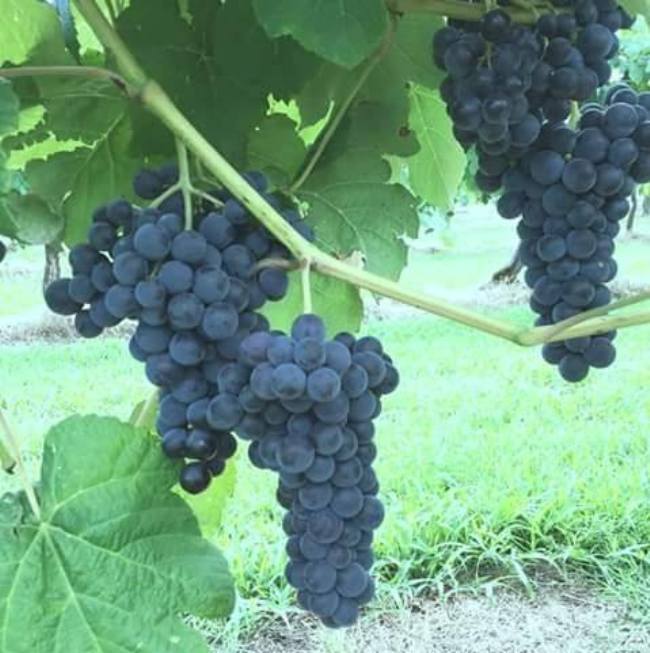 Altus Grape Festival