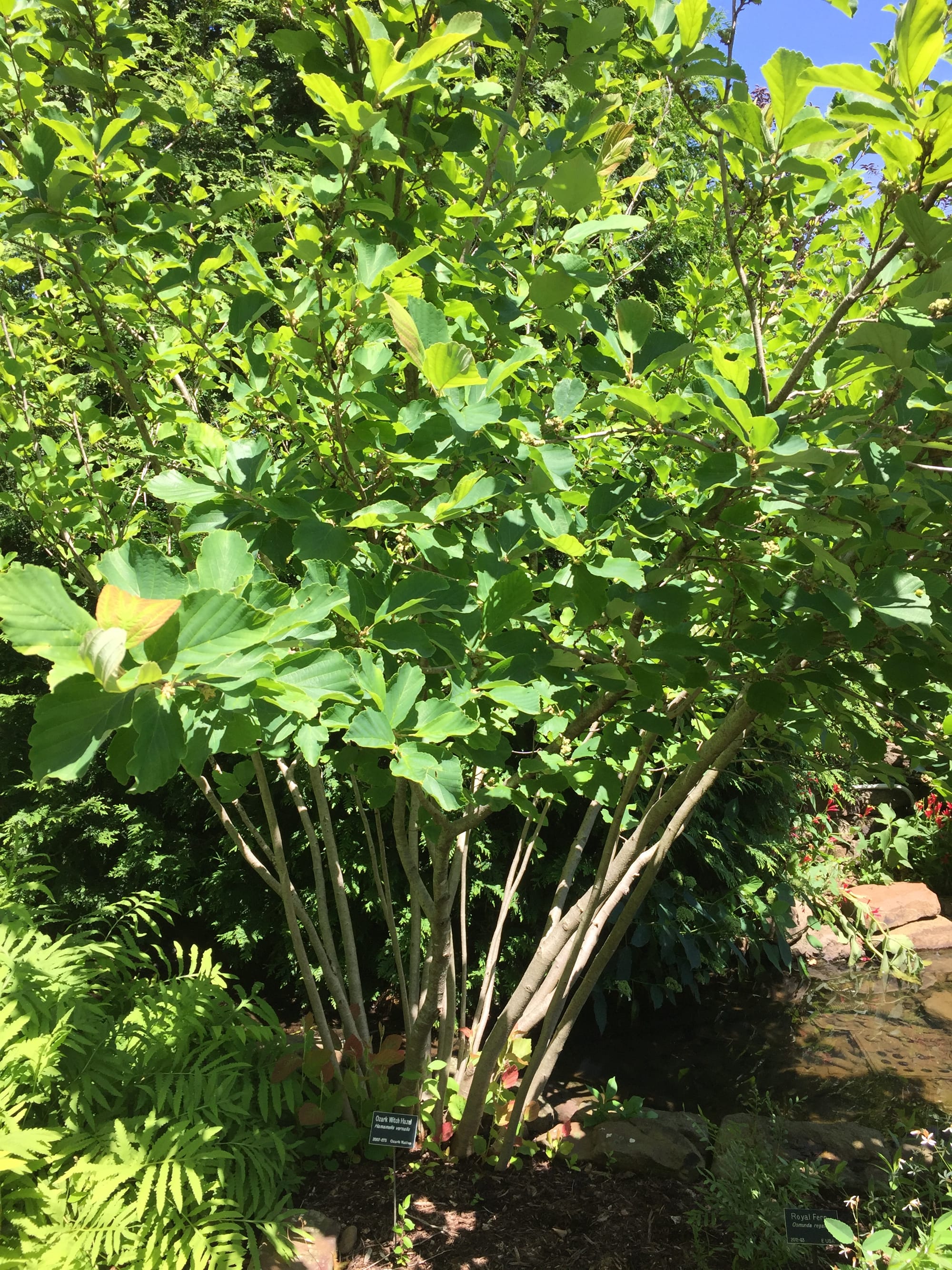 Growing Native Plants in the Arkansas Landscape Only In Arkansas
