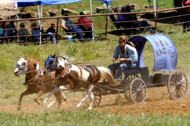 National Championship Chuckwagon Races