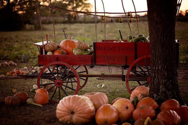 pumpkin-festival-2016