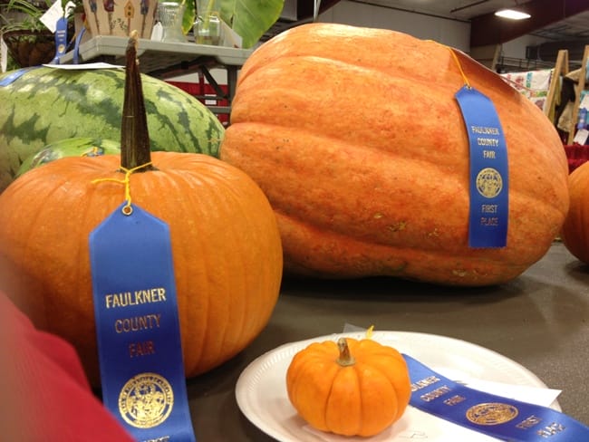 county-fair-blue-ribbon-pumpkins