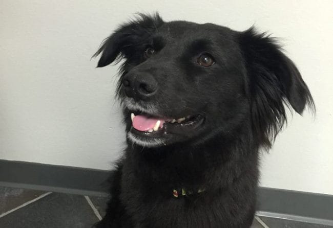 2nd-annual-ruff-rock-n-roll