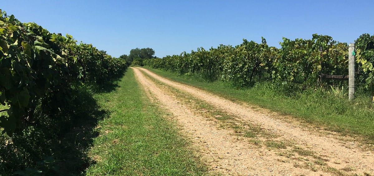 Vineyard road clearance