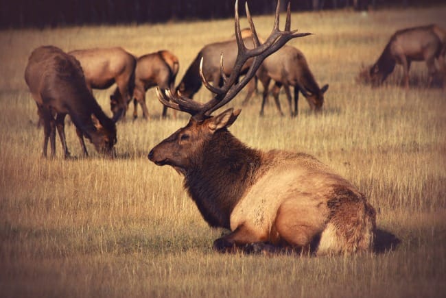 bull-elk
