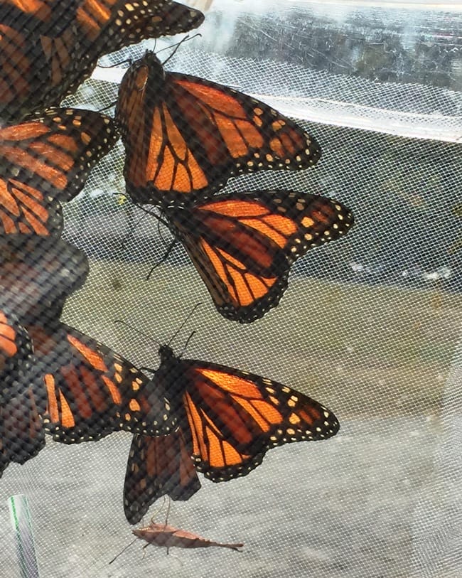 ecofest-monarch-butterfly-tent
