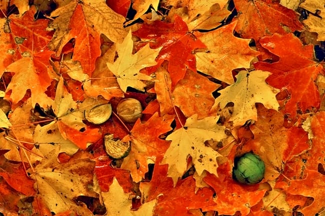 Photo Courtesy of Arkansas Parks and Tourism