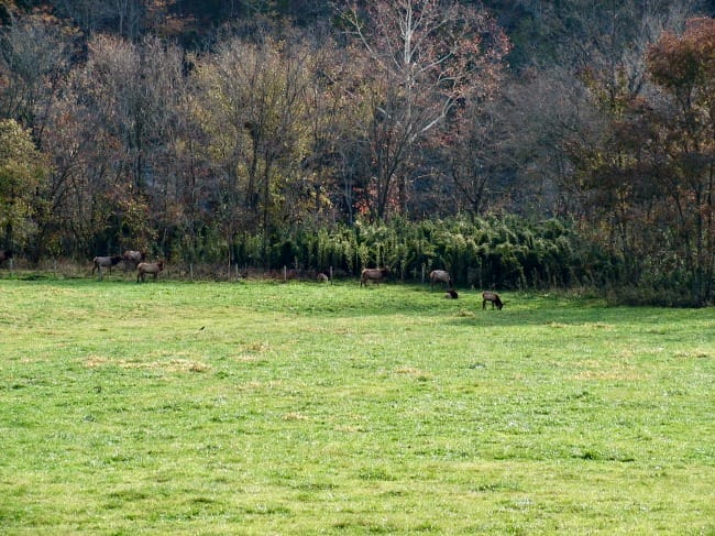 grazing-elk