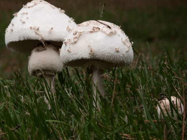 Photo Courtesy of Arkansas Parks and Tourism