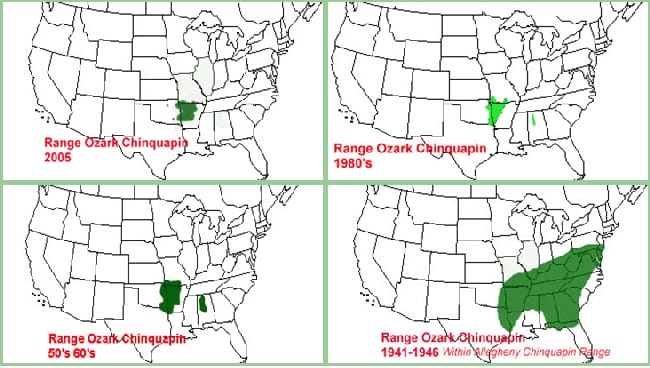 historic_range_ozark_chinquapin