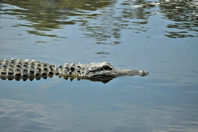 alligator-in-water