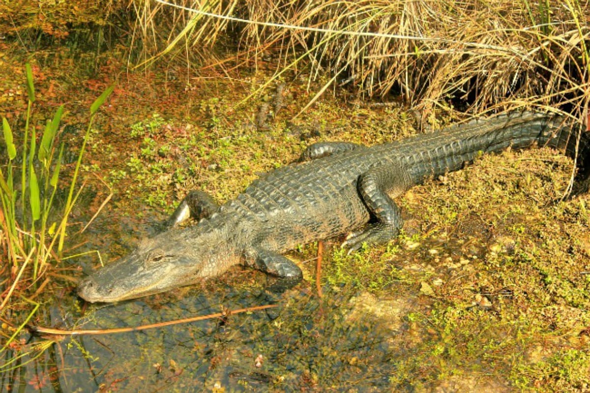 Alligators in Arkansas - Only In Arkansas Alligators in Arkansas - Only In Arkansas