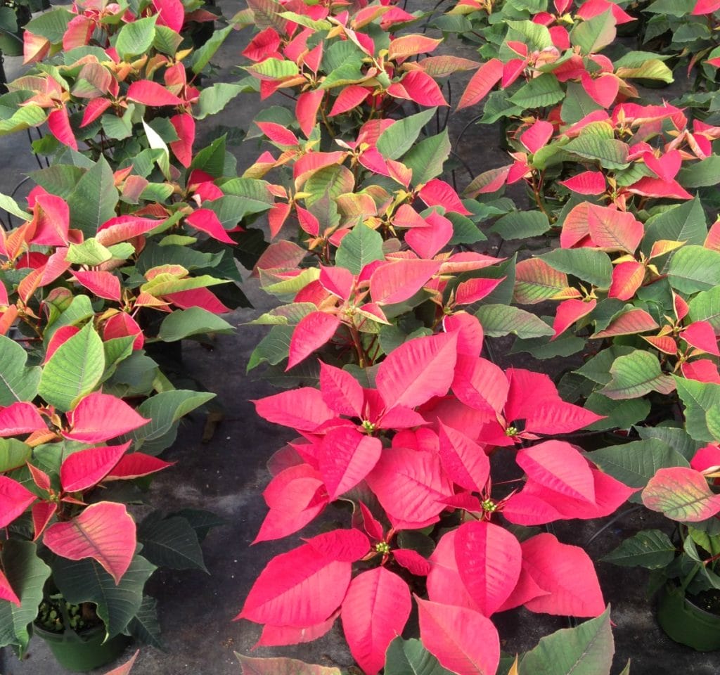 christmas-flower-header