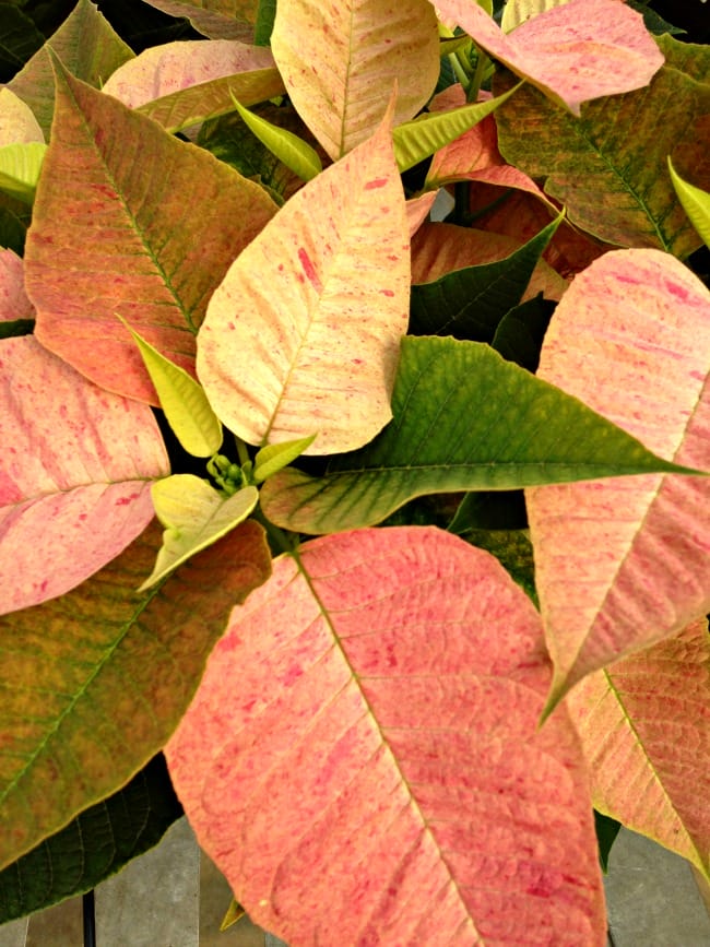 pink-poinsettia