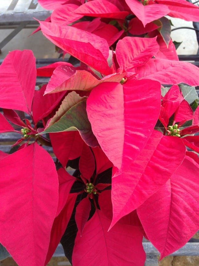 red-poinsettia