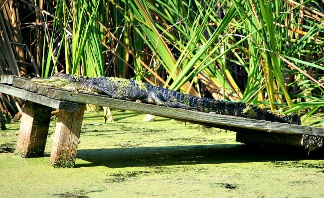 sun-bathing-alligator