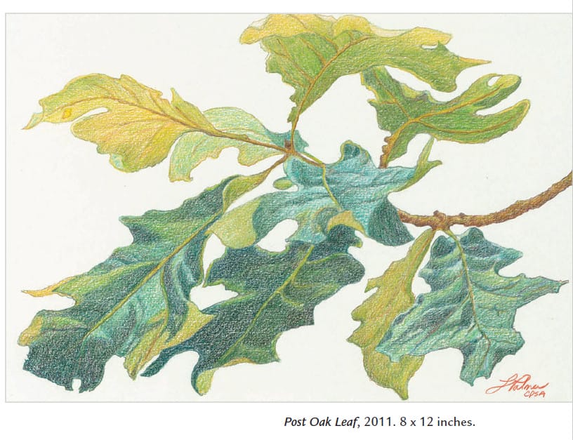 post-oak-leaf