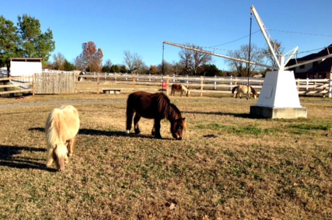 eqb-mini-horses