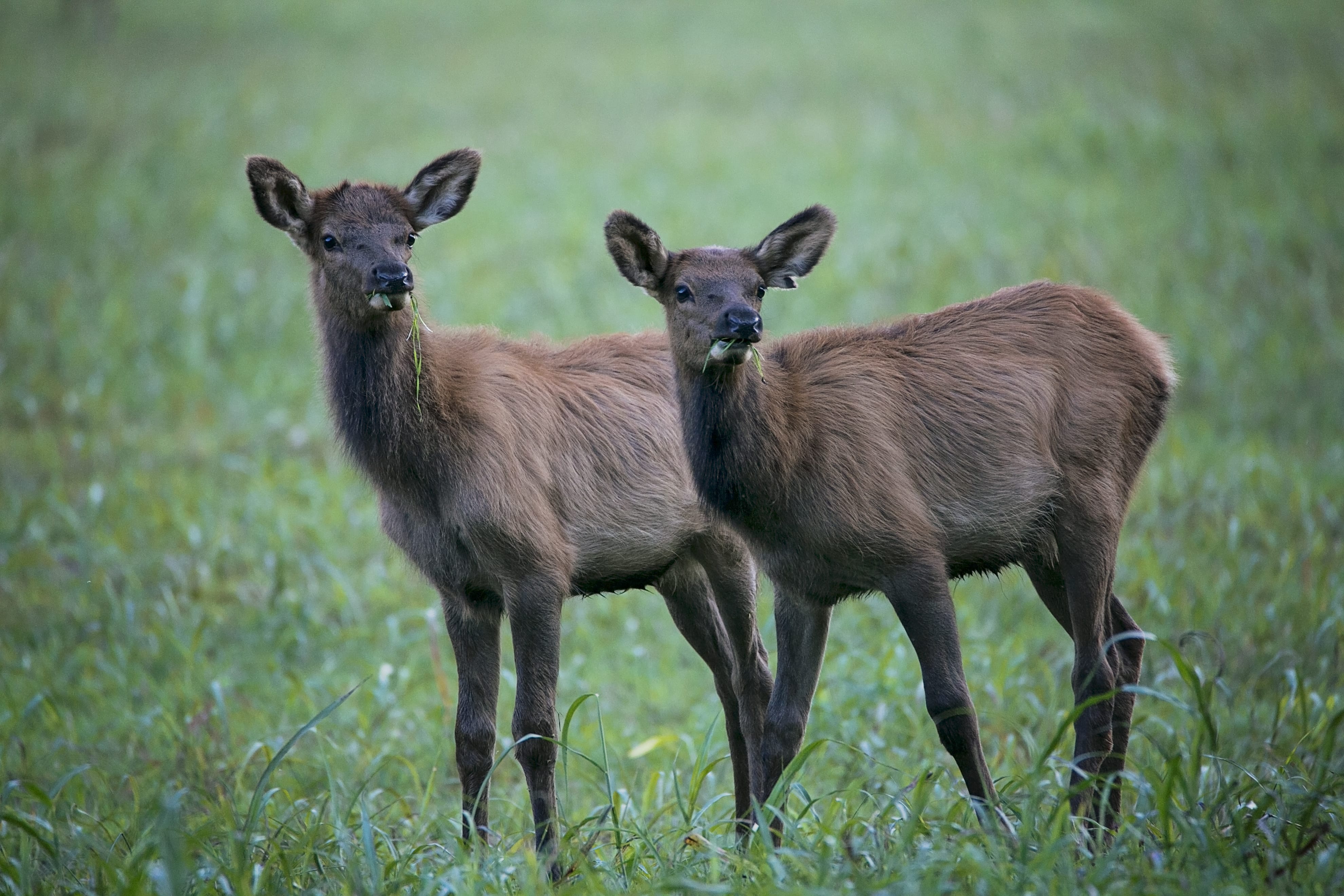 Photo of the Week Boxley Elk Babies Only In Arkansas